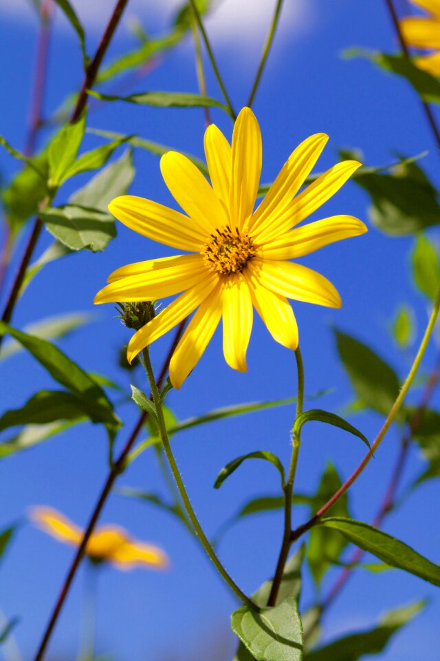 Flower plant nature