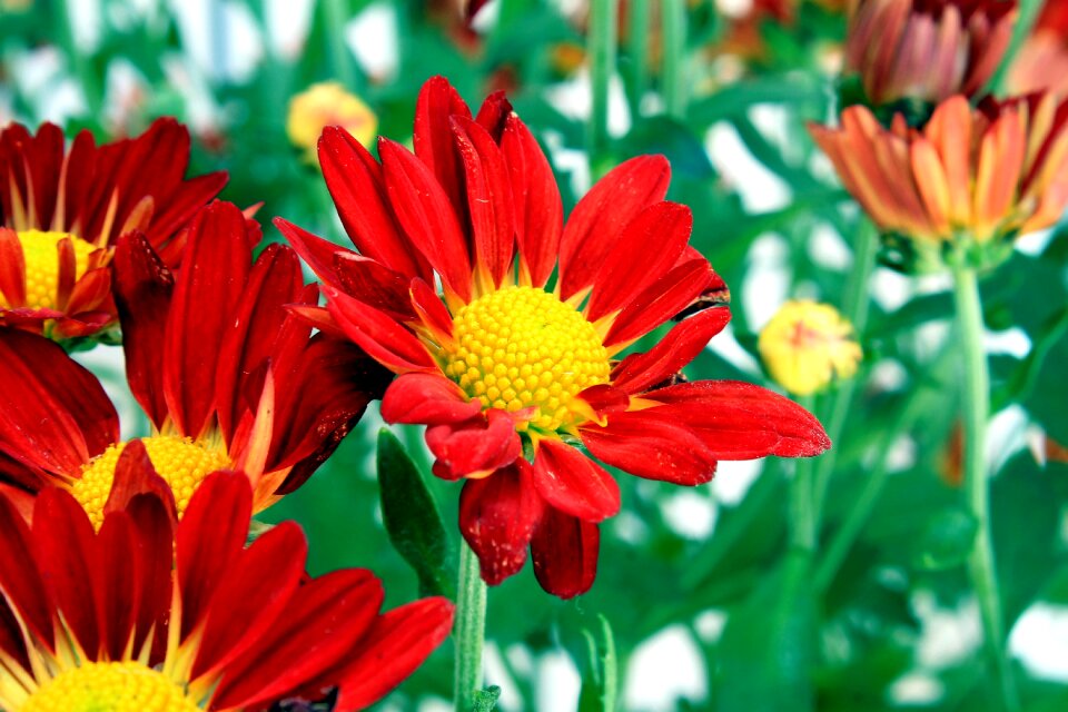 Flowers garden nature