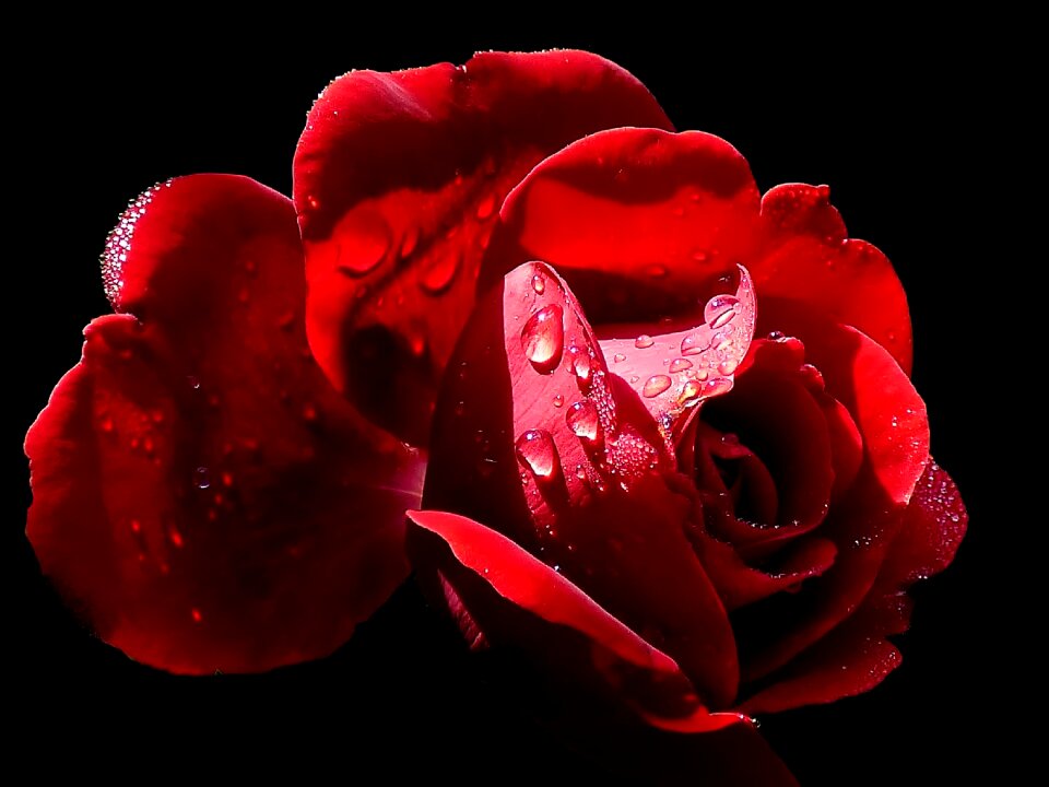 Close up red drip