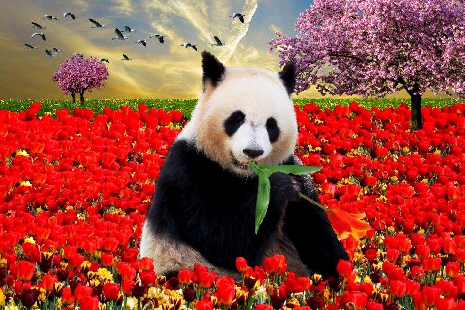 Spring spring awakening panda