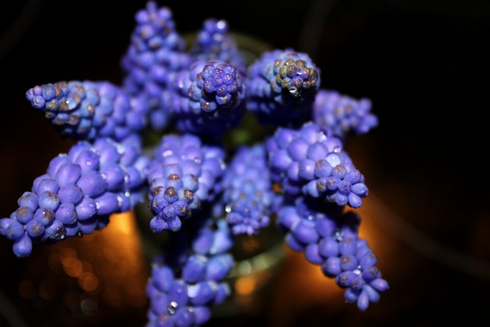 Nature purple flowers plant
