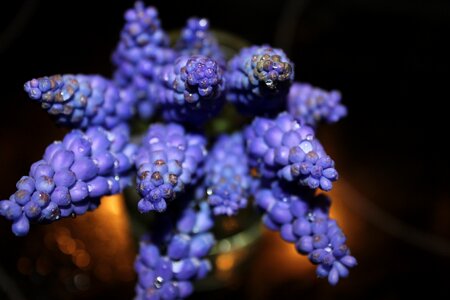 Nature purple flowers plant