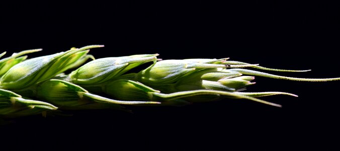 Close up wheat green wheat photo