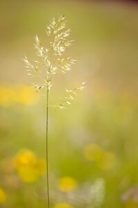 Plant meadow nature