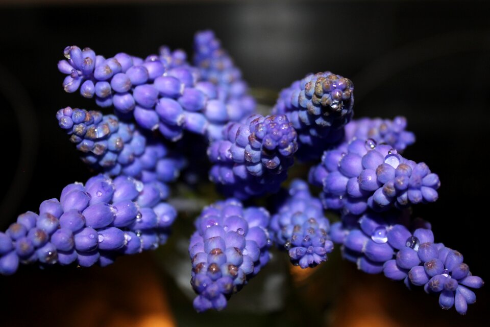 Nature purple flowers plant