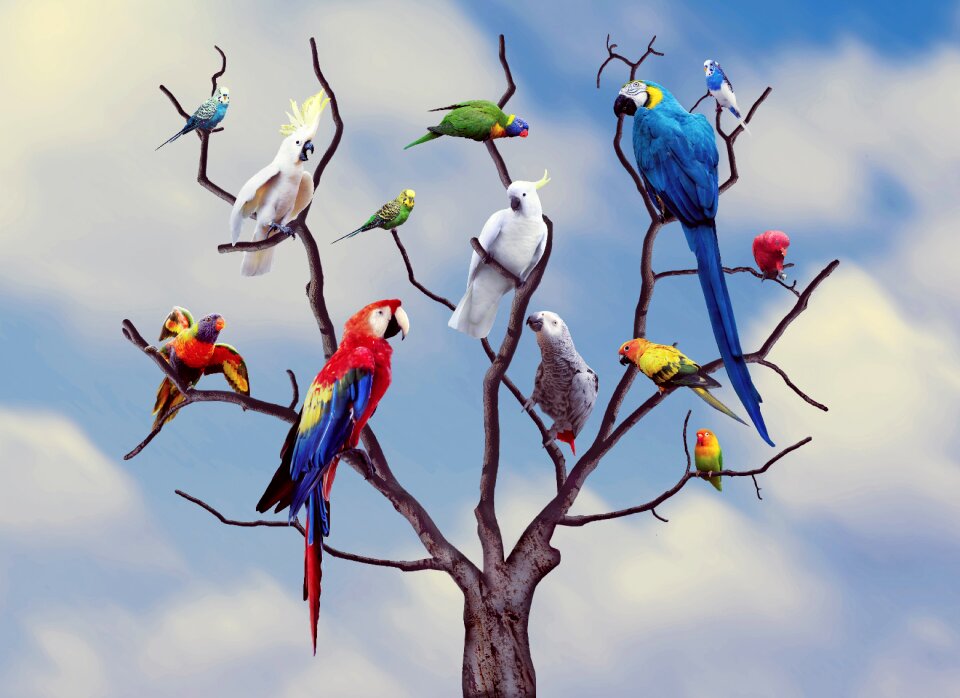 Color animal nature