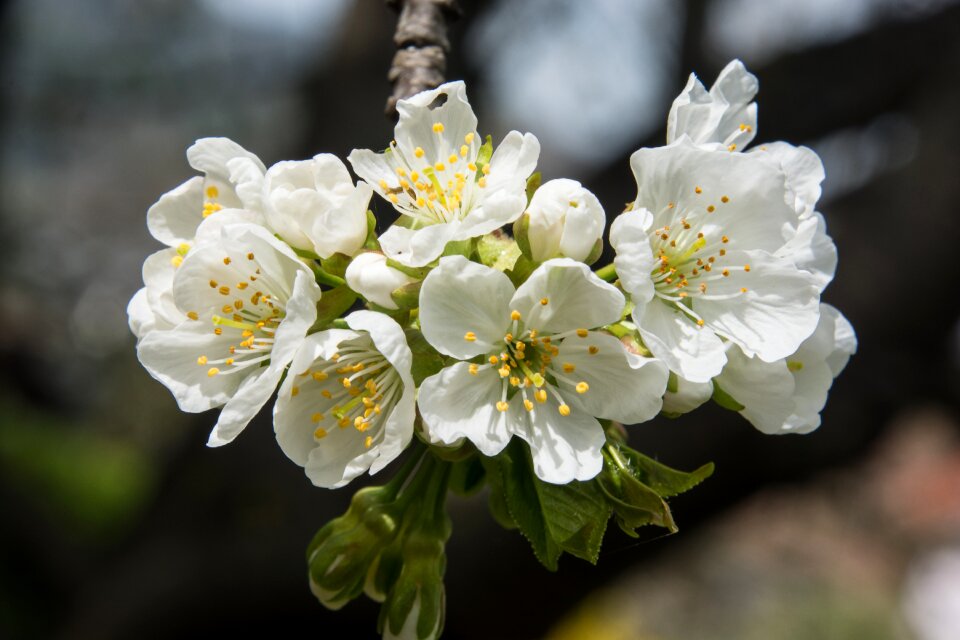 Bloom white blossom spring