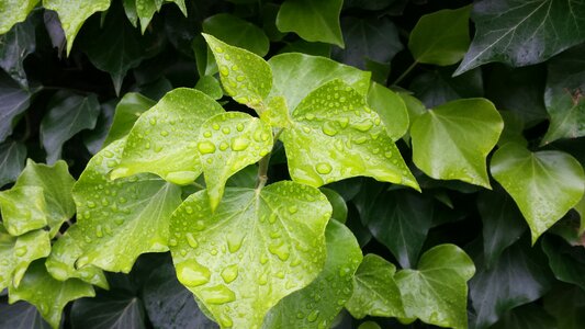 Drop of water green fresh