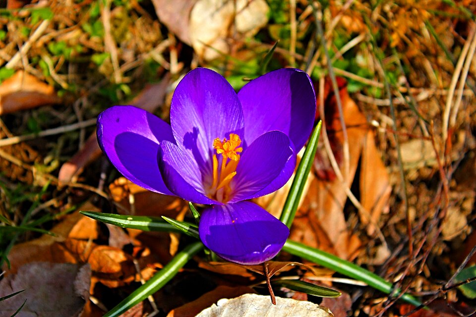 Violet harbinger of spring close up