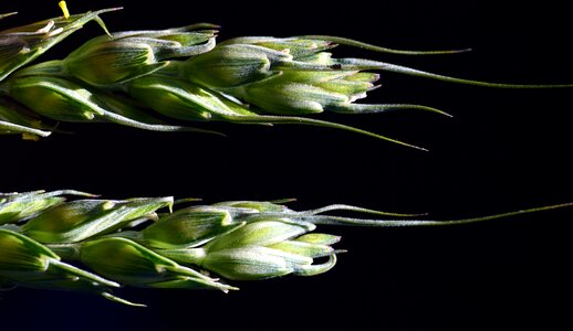 Close up wheat green wheat