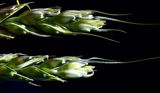 Close up wheat green wheat photo