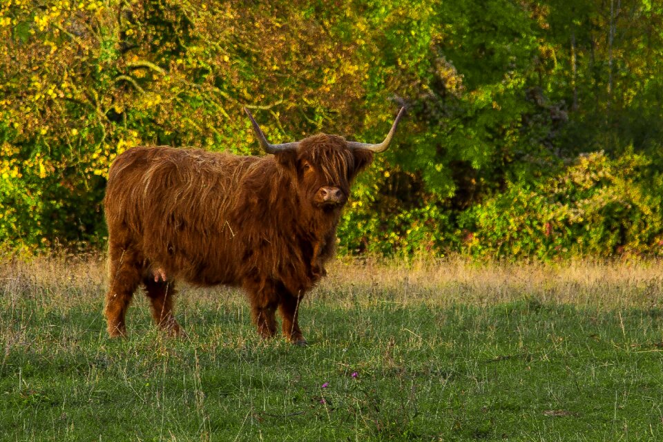 Cattle pasture agriculture