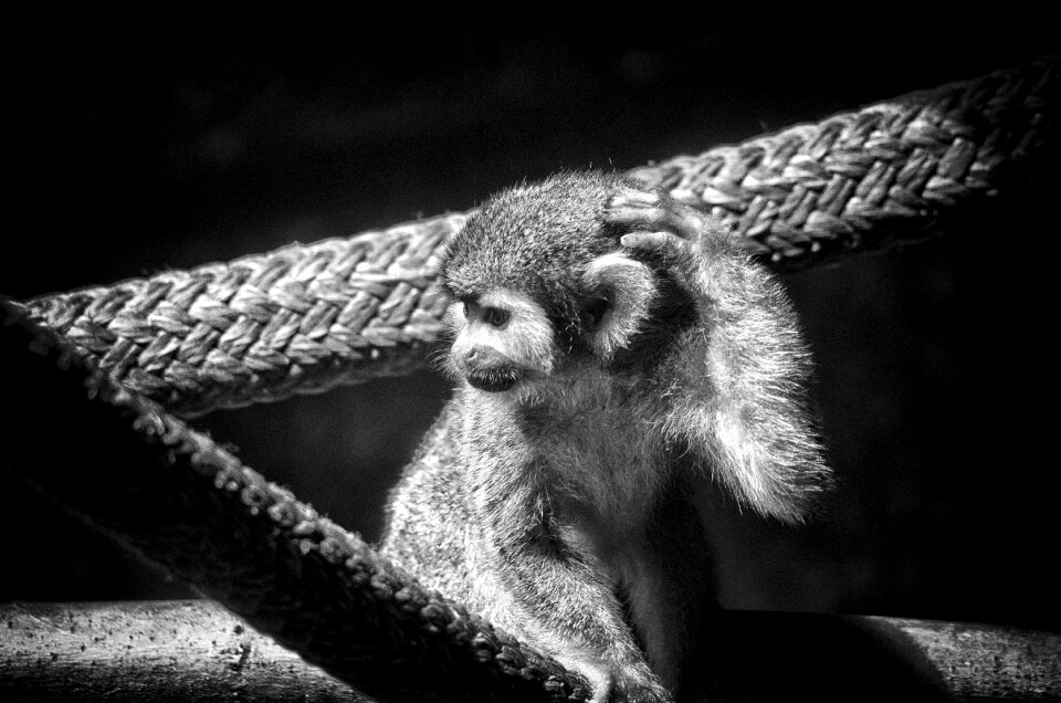 Animal wildlife wild
