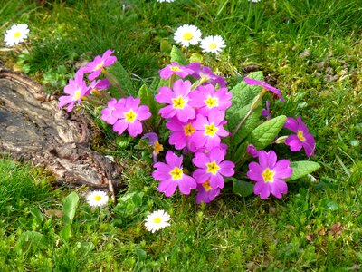 Spring flower pretty spring