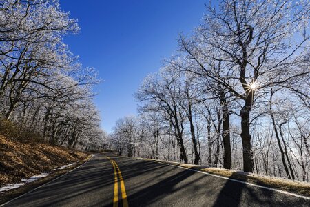 Landscape roadway trees photo