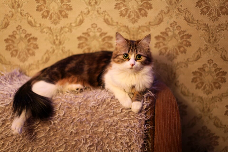 Pet handsome man fluffy cat