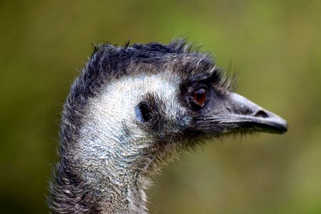 Emu flightless bird head photo