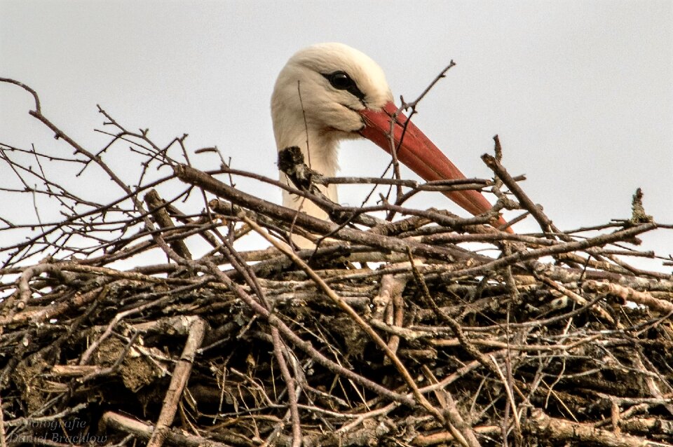 Red beak birds nature