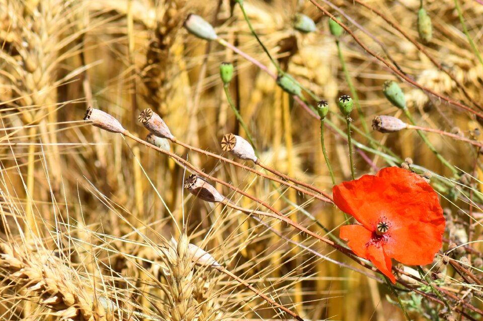 Red red flower bloom