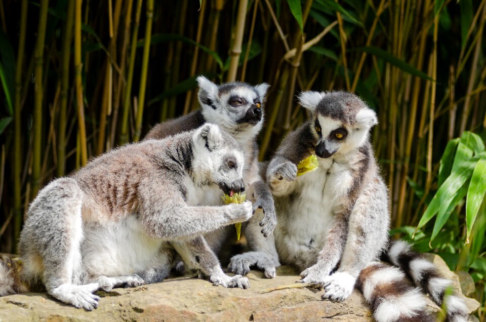 Eating endangered fur