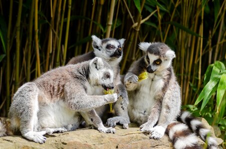 Eating endangered fur