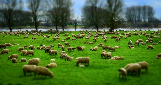 Wool hats pasture photo