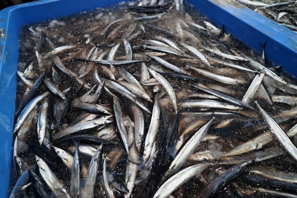 Pacific saury fish fishing boat