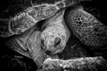 Nature reptile island