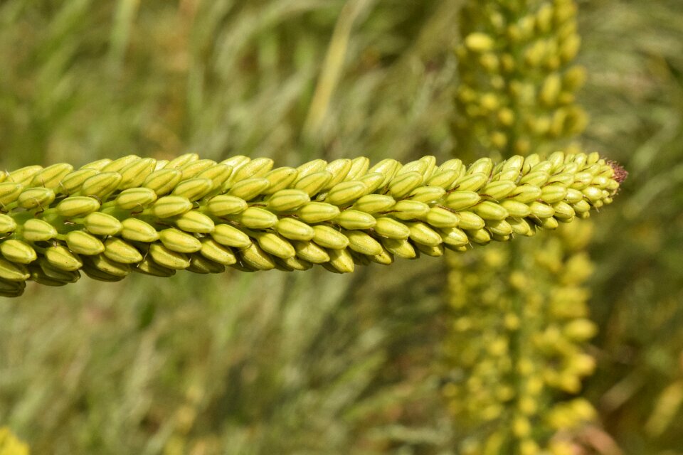 Columnar bloom bud green