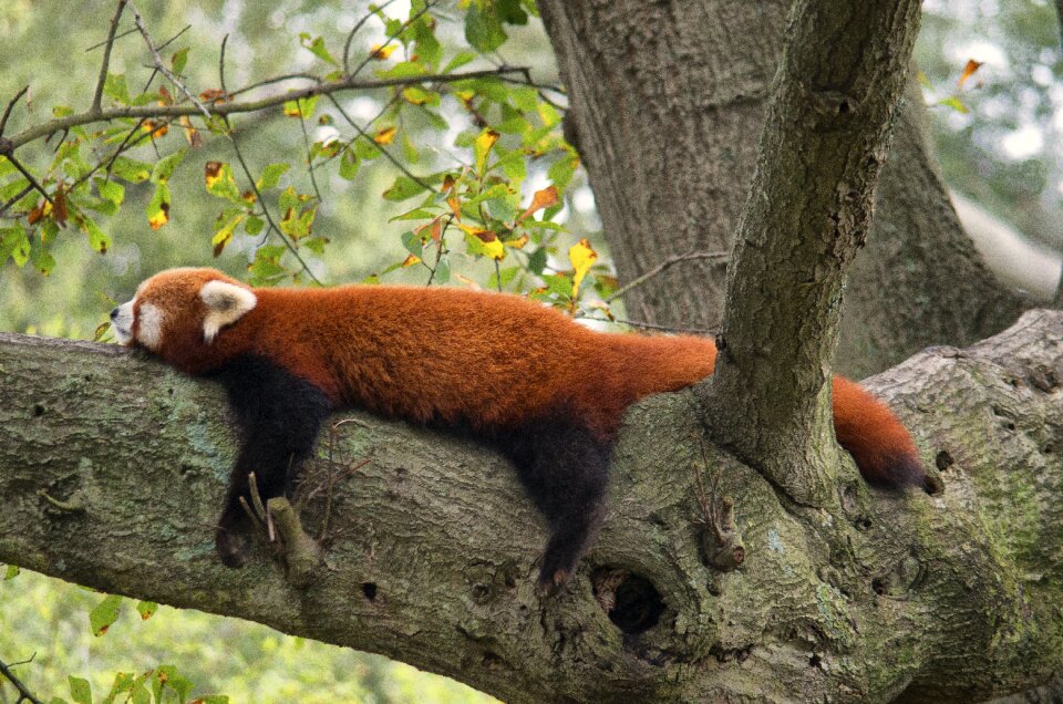 Panda animal wild