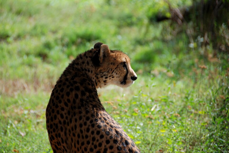 Zoo wildcat watch photo