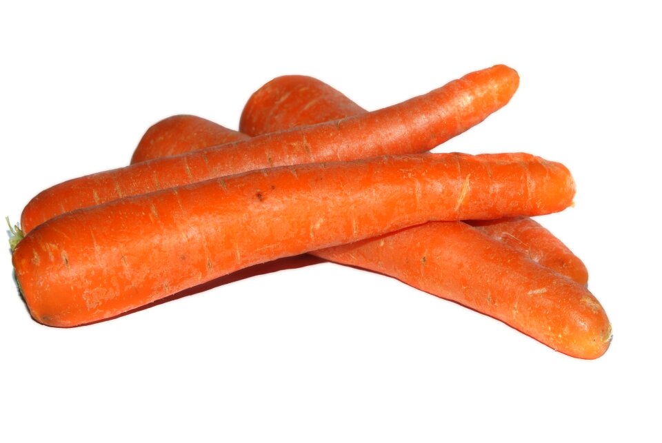 Carrot plant isolated