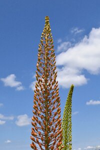 Columnar bloom bud summer