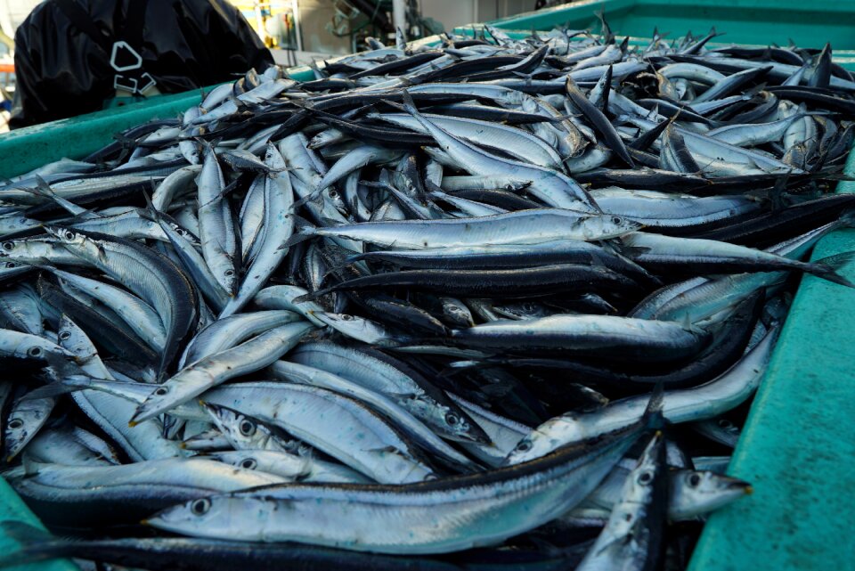 Pacific saury fish fishing boat