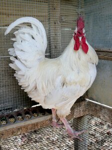 Bird white leghorn