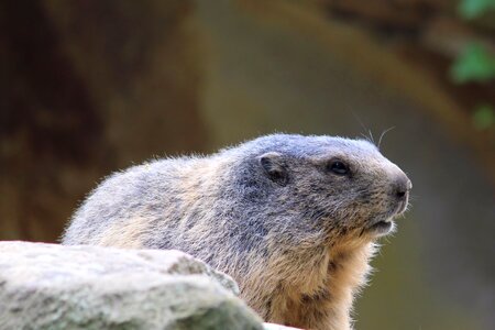 Rodent zoo berlin