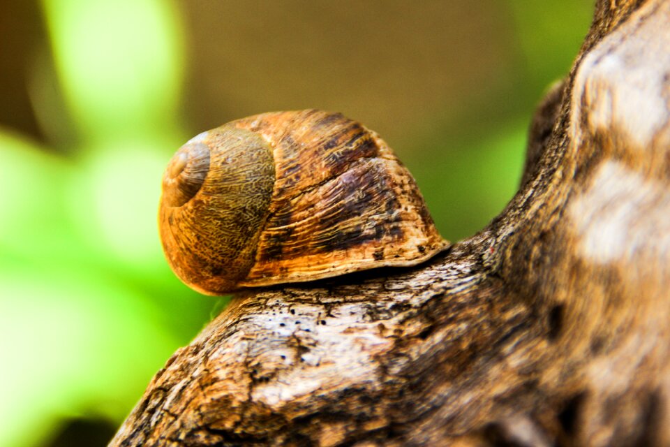 Animals shell forest