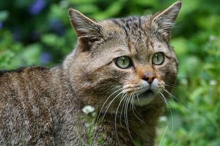 European protected felis silvestris