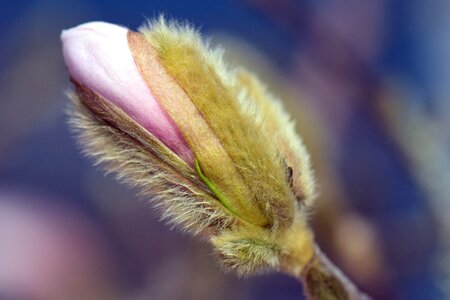 Spring bud pink photo