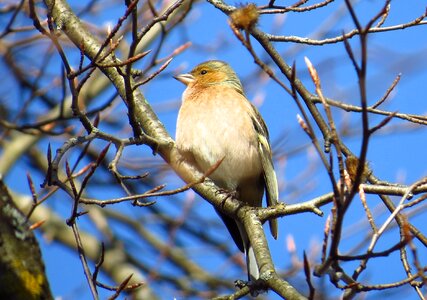 Birds tree nature photo