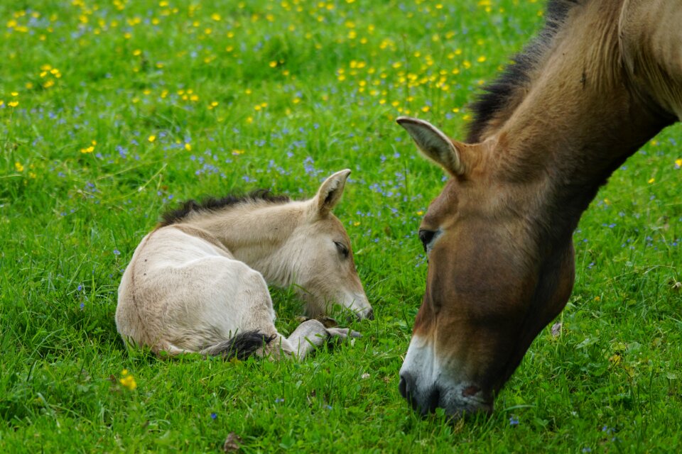 Wild horse horse baby horse