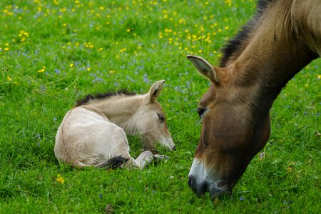 Wild horse horse baby horse