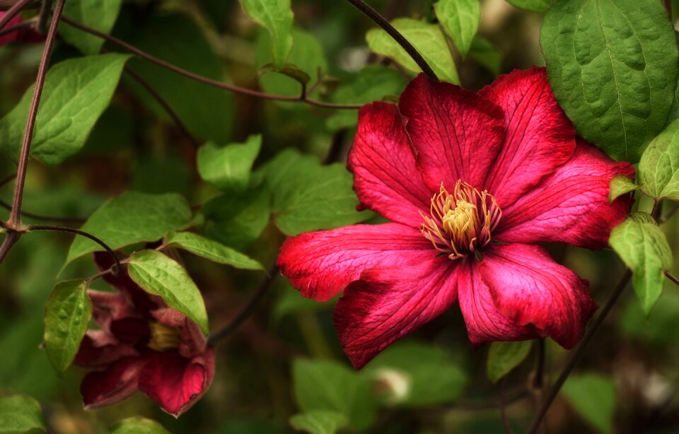 Climber plant garden plant red flower