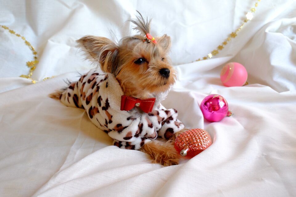 Dog new year's eve yorkshire terrier