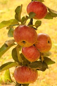 Ripe kernobstgewaechs fruits
