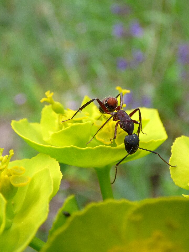 Flower detail insect