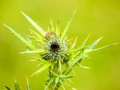 Plant flower nature