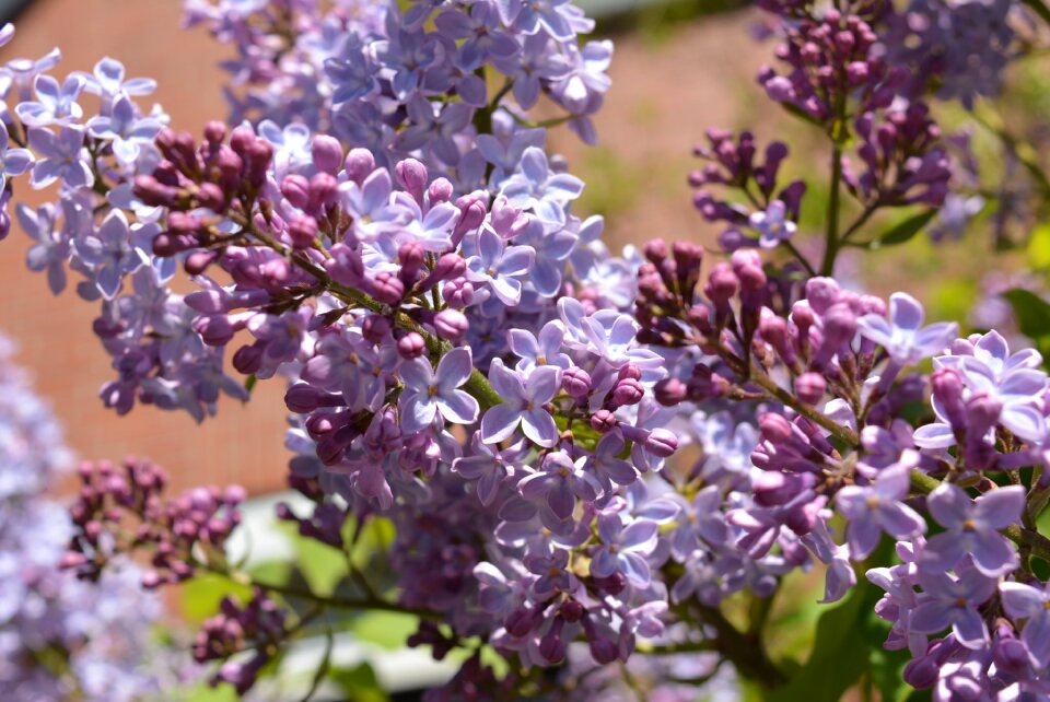 Violet inflorescence flower