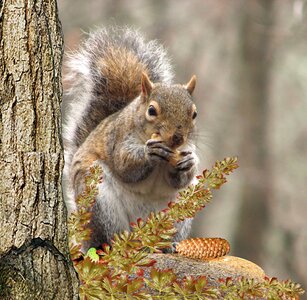 Nut rodent squirrel in the tree photo