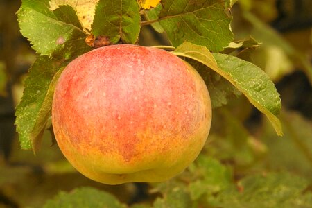 Ripe kernobstgewaechs fruit